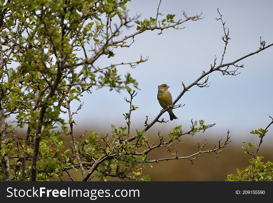 Greenfinch (Carduelis chloris) on the Gnitz peninsula on the Achterwasser on Usedom on the Baltic Sea
