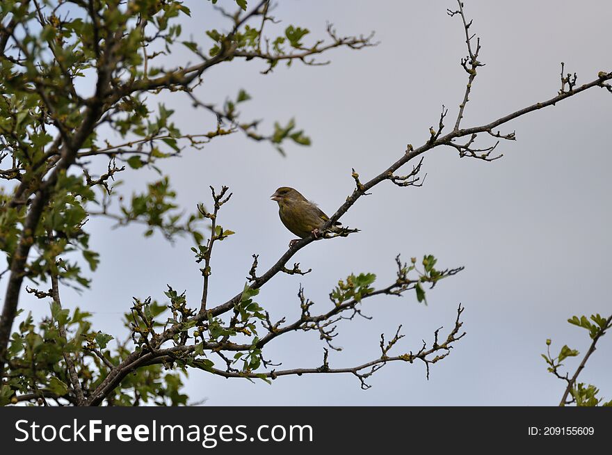 Greenfinch (Carduelis chloris) on the Gnitz peninsula on the Achterwasser on Usedom on the Baltic Sea