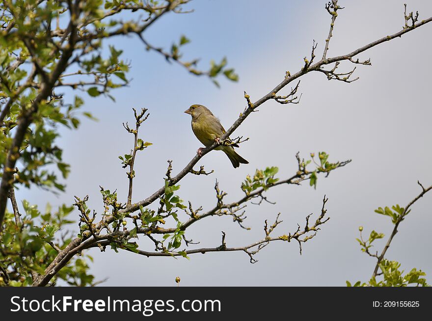 Greenfinch (Carduelis chloris) on the Gnitz peninsula on the Achterwasser on Usedom on the Baltic Sea