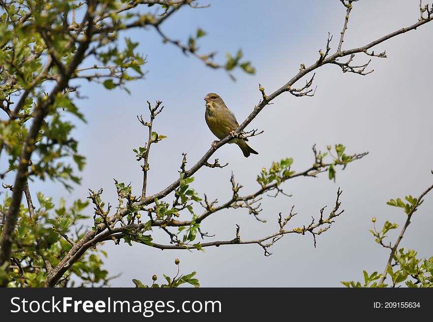 Greenfinch (Carduelis chloris) on the Gnitz peninsula on the Achterwasser on Usedom on the Baltic Sea