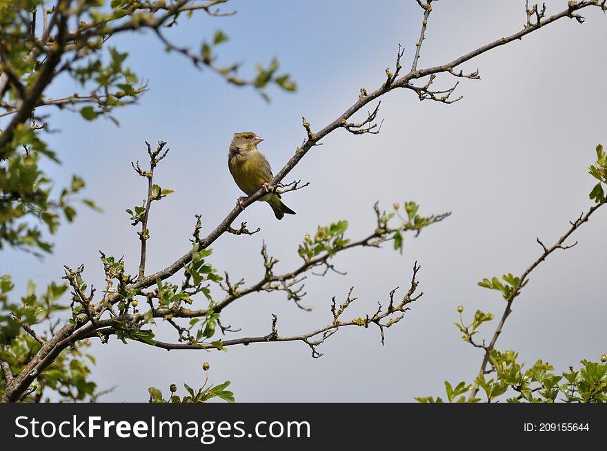 Greenfinch (Carduelis chloris) on the Gnitz peninsula on the Achterwasser on Usedom on the Baltic Sea