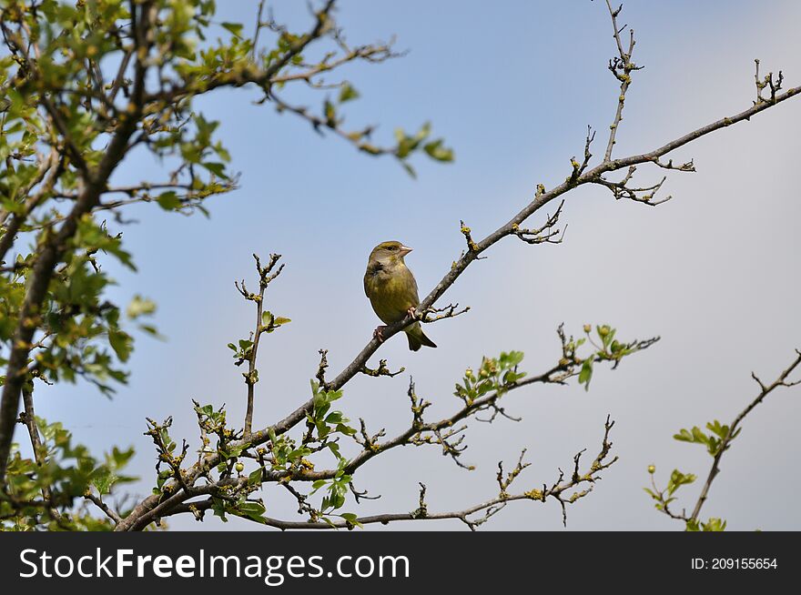 Greenfinch (Carduelis chloris) on the Gnitz peninsula on the Achterwasser on Usedom on the Baltic Sea