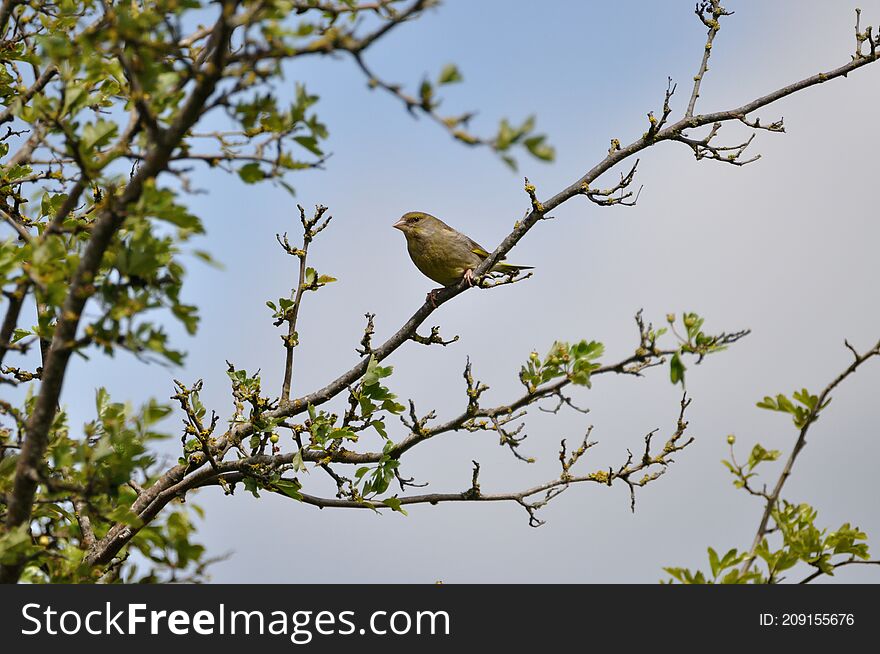 Greenfinch (Carduelis chloris) on the Gnitz peninsula on the Achterwasser on Usedom on the Baltic Sea