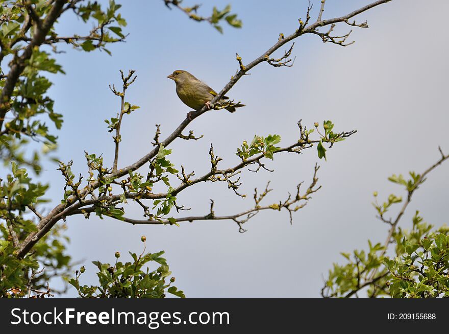 greenfinch