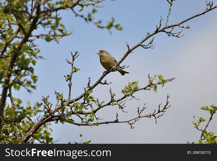 Greenfinch (Carduelis chloris) on the Gnitz peninsula on the Achterwasser on Usedom on the Baltic Sea