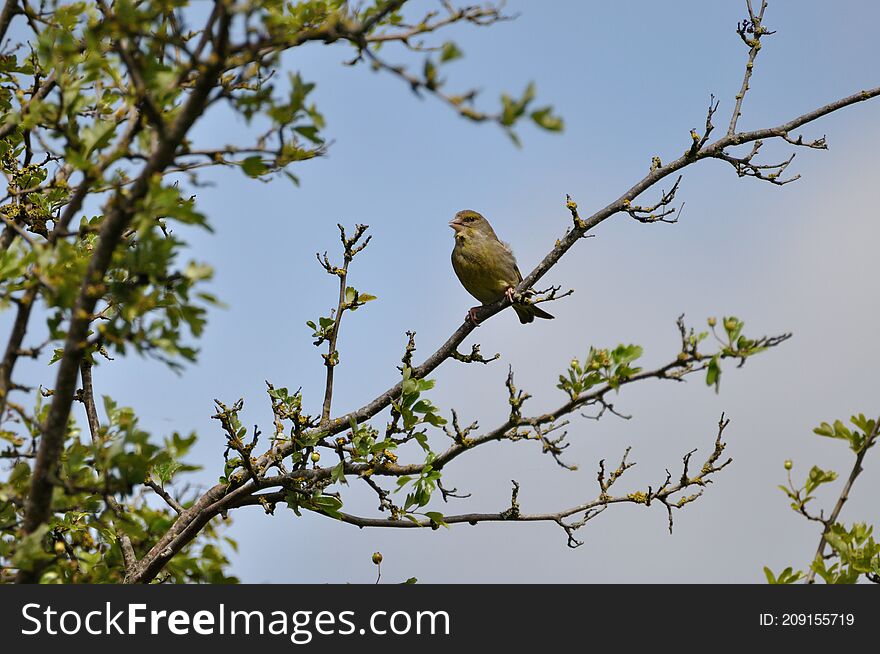 Greenfinch (Carduelis chloris) on the Gnitz peninsula on the Achterwasser on Usedom on the Baltic Sea