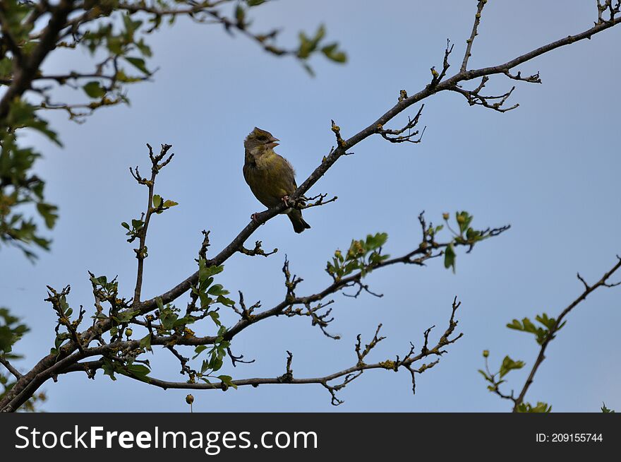 Greenfinch (Carduelis chloris) on the Gnitz peninsula on the Achterwasser on Usedom on the Baltic Sea