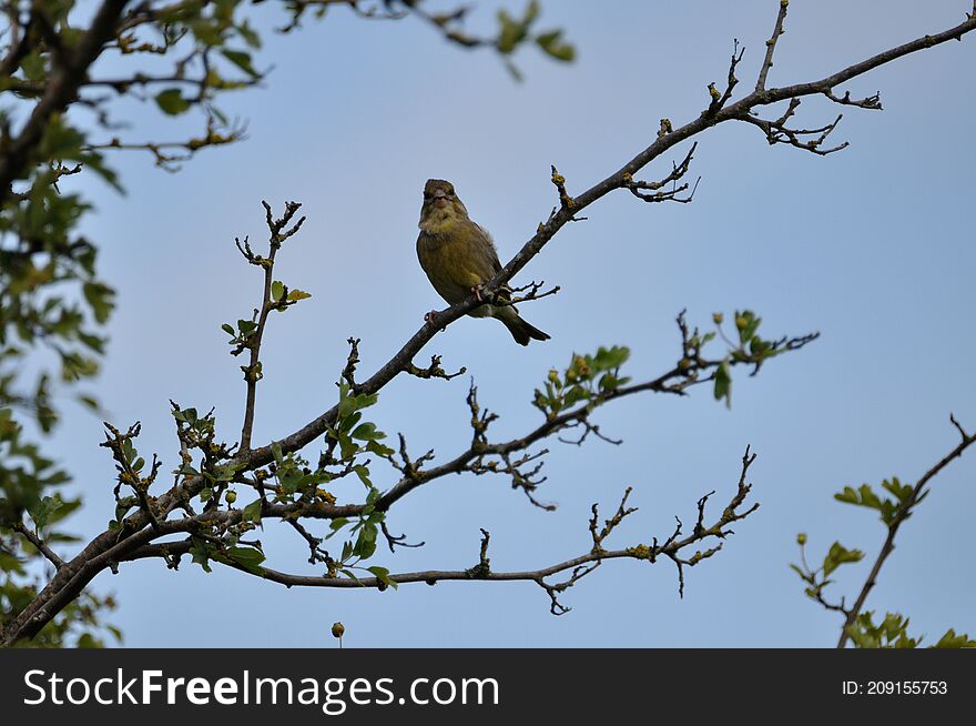 Greenfinch (Carduelis chloris) on the Gnitz peninsula on the Achterwasser on Usedom on the Baltic Sea