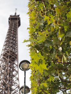 Eiffel Tower And Tree Stock Photography Eiffel Tower And Tree Stock Photography