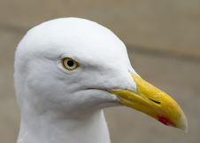 Herring Gull Stock Image