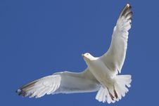 Herring Gull Royalty Free Stock Image