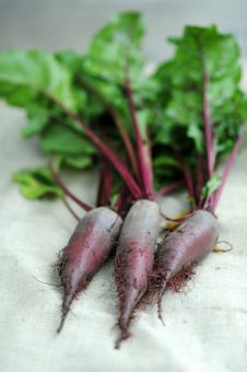 Beet Royalty Free Stock Image Beet Royalty Free Stock Image