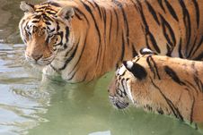 Tigers In The Water Stock Images