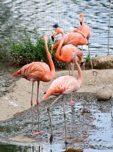 Flamingo Stock Photography Flamingo Stock Photography