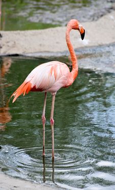 Flamingo Stock Photos
