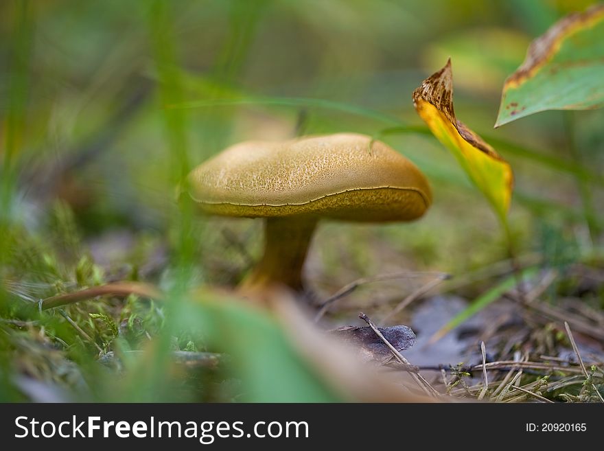 Macro shot of a Brown Boletus in forest.