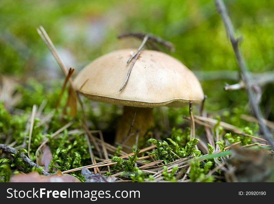 Brown Cap Boletus In Forest