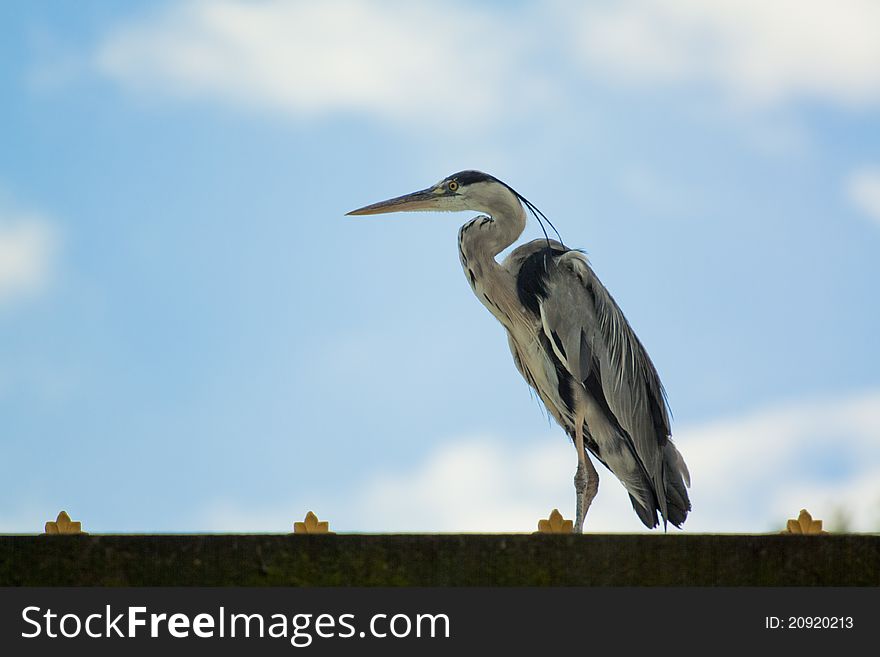 Exotic bird standing