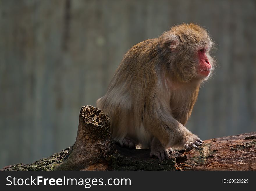 Japanese macaque sitting in the zoo