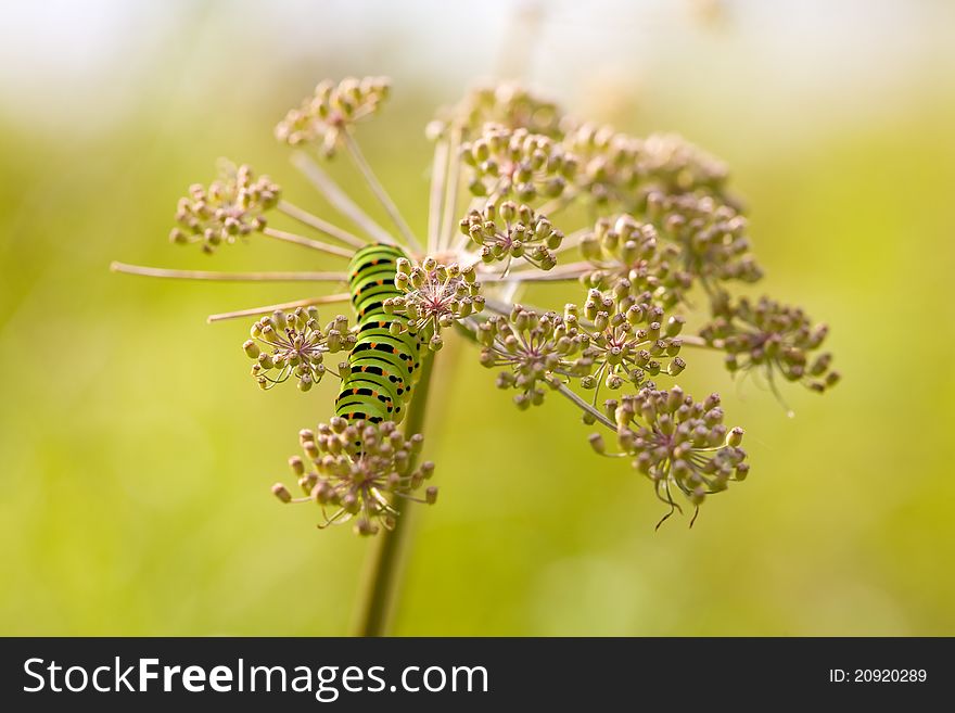 The swallowtail caterpillar on the flower in sunset