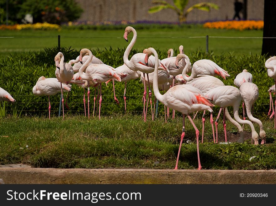 Flamingo group in the zoo