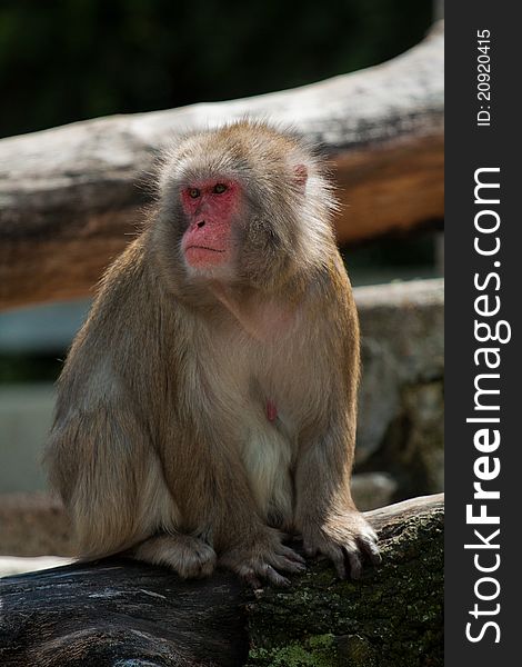 Japanese macaque sitting in the zoo