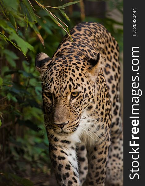 Leopard walking in greens in the zoo