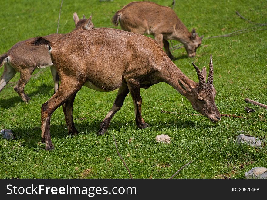 Alpine Ibex eating grass