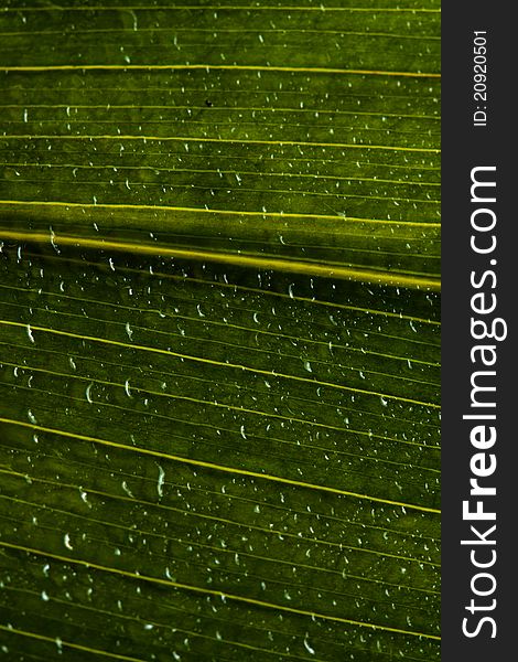 Water Drops On Green Leaf