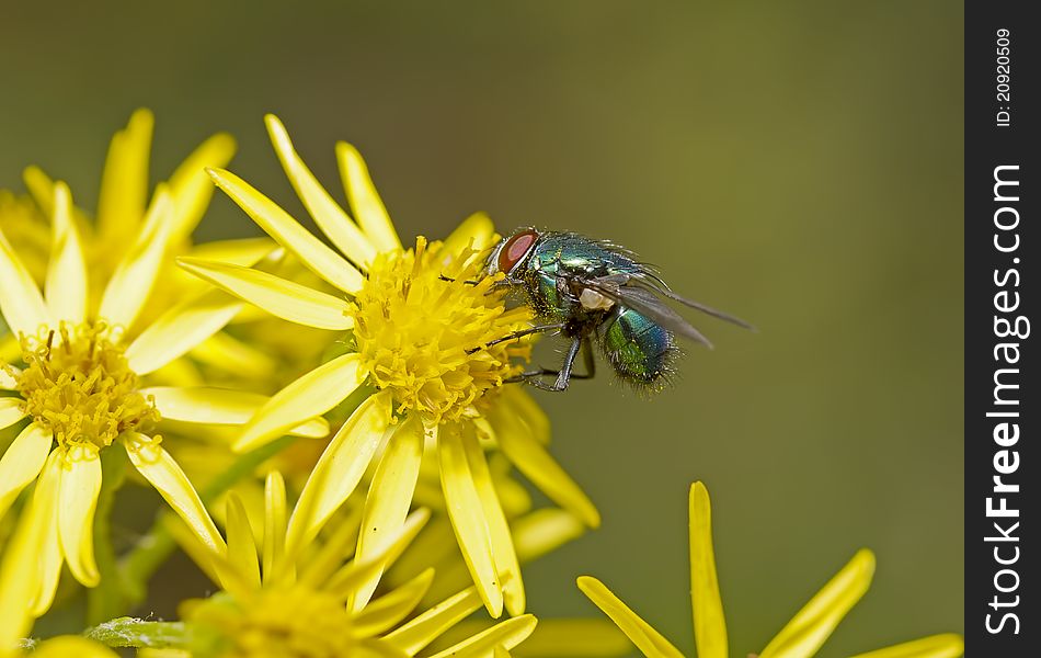 Green fly on yellow flowers