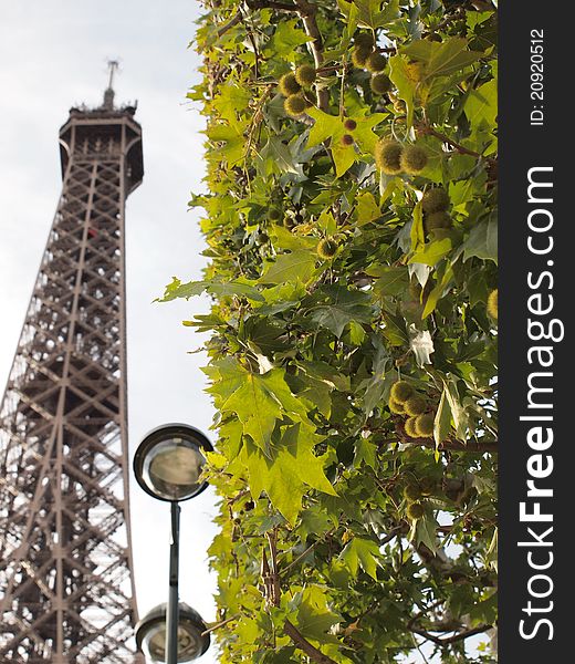 Eiffel Tower And Tree