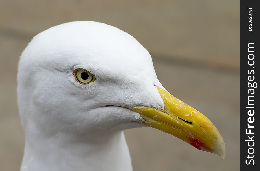 Herring Gull head large gull species closeup