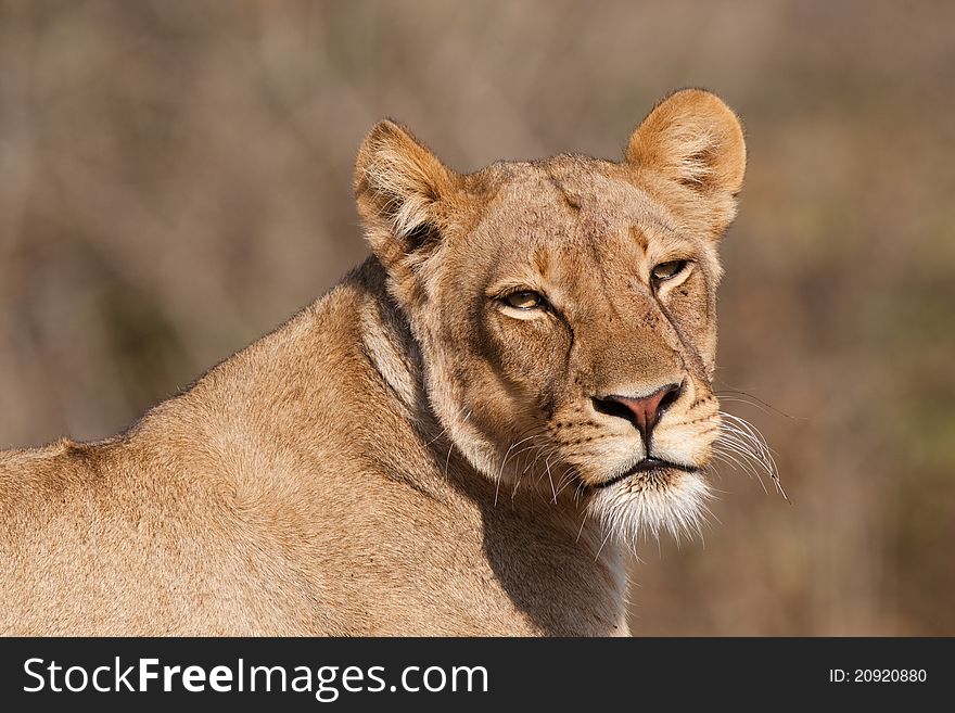 Lioness portrait