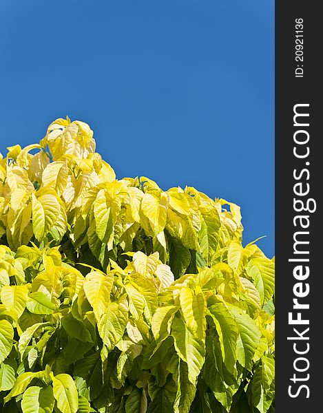 Leaves isolated on blue sky