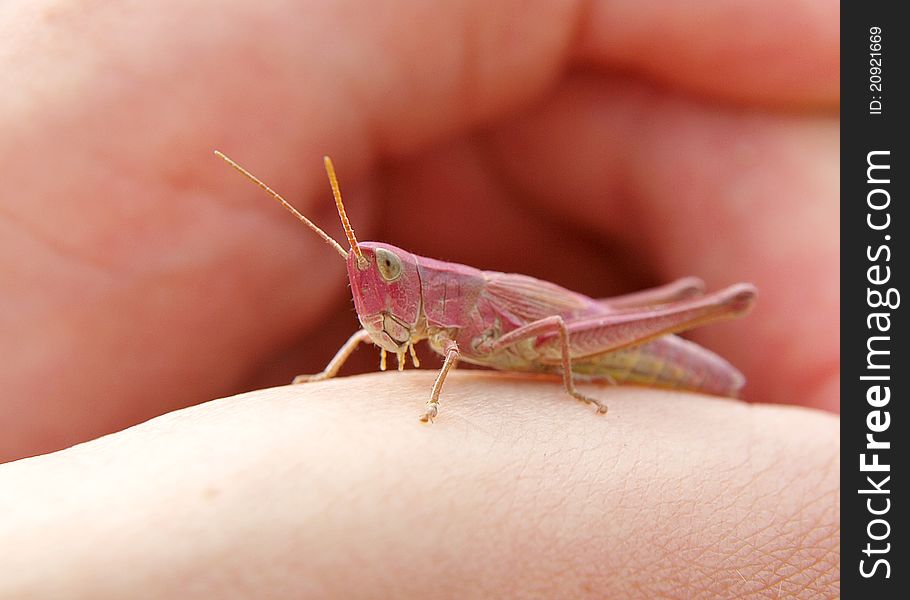 Pink Grasshopper on the opened palm. Close-up