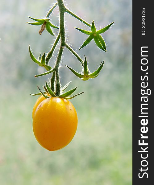 Yellow tomato on the bush in the vegetable-garden