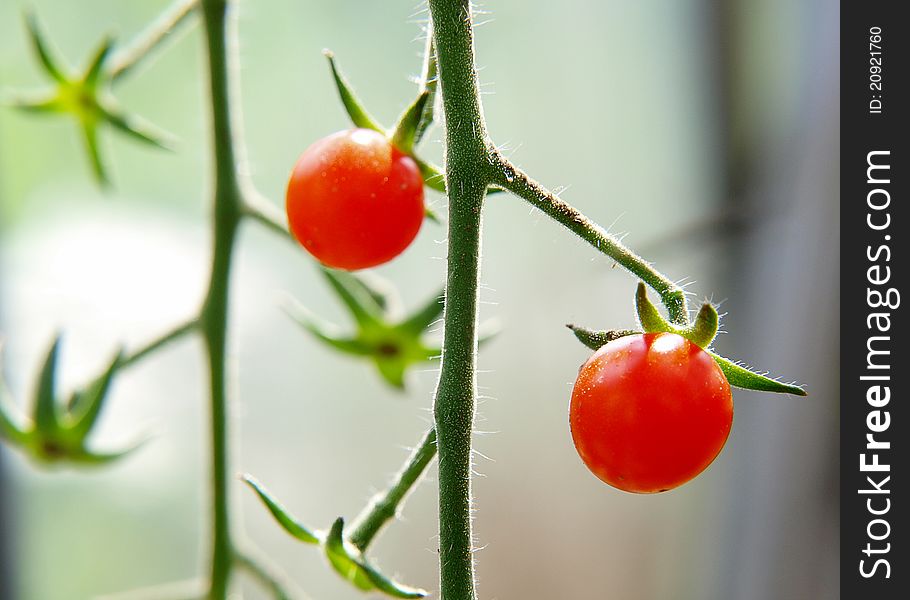 Ripe cherry tomato in garden bed close up. Ripe cherry tomato in garden bed close up