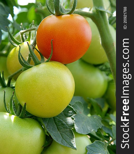 Macro of a ripe and unripe tomato still on the vine. Macro of a ripe and unripe tomato still on the vine