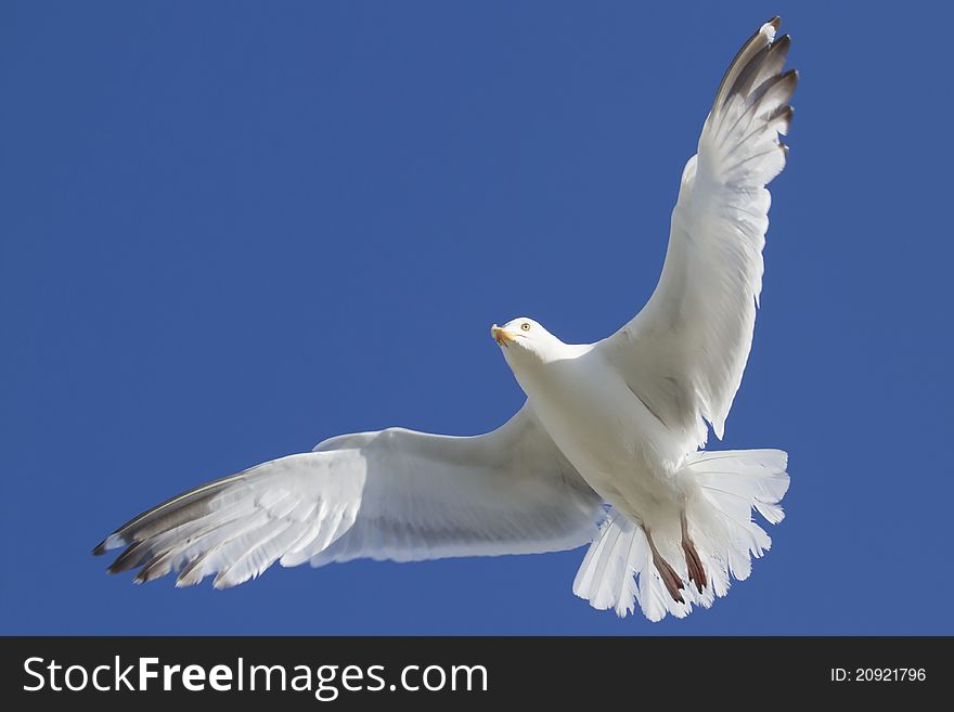 Herring Gull in flight large gull closeup