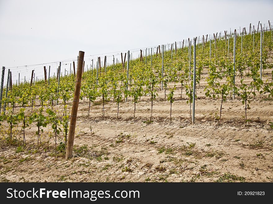 Barbera vineyard during spring season, Monferrato area, Piedmont region, Italy. Barbera vineyard during spring season, Monferrato area, Piedmont region, Italy