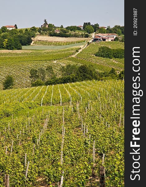 Barbera vineyard during spring season, Monferrato area, Piedmont region, Italy. Barbera vineyard during spring season, Monferrato area, Piedmont region, Italy