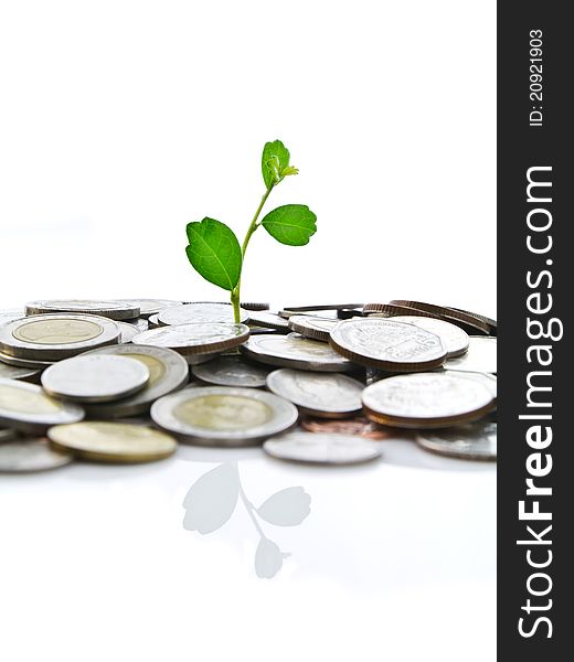 Green plant growing from coins isolated. Green plant growing from coins isolated