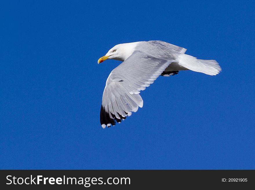 Herring Gull in flight large gull closeup