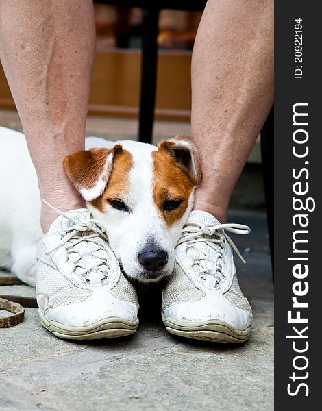 Young, cute dog looking for protection through the legs of his