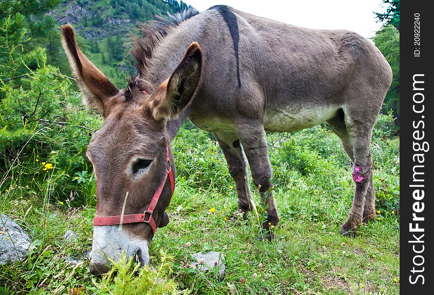 Orsiera Park, Piedmont Region, Italy: a donkey free in the park. Orsiera Park, Piedmont Region, Italy: a donkey free in the park