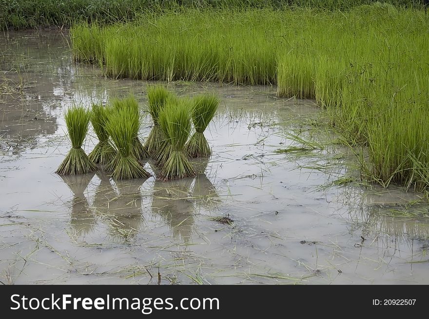 Green rice plants preparation in the farm