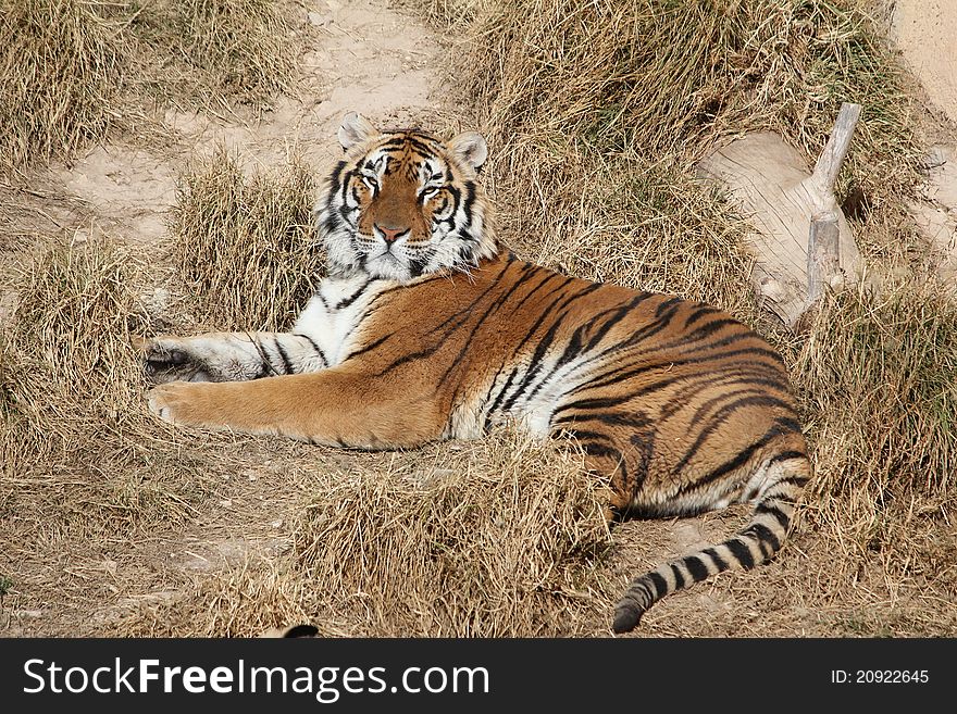 Tiger lying down in the sunshine