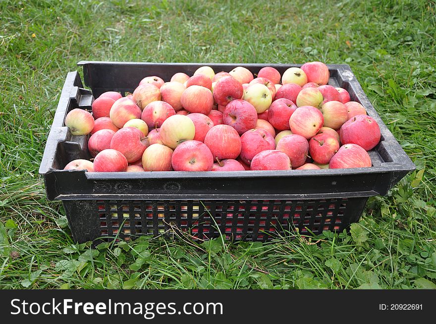 Red apples lie in a black box which costs on a grass. Red apples lie in a black box which costs on a grass