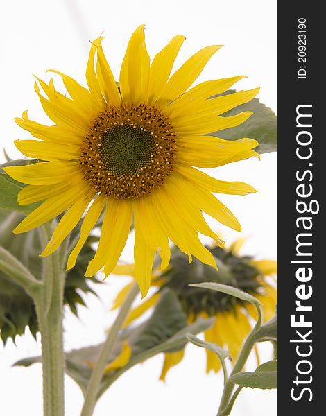 Sunflower isolated on a white background closeup