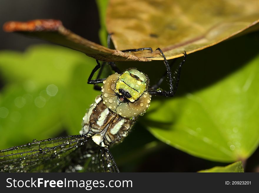 Dragonfly resting on the stem